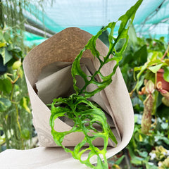 30 - 40cm Monstera Oblique Peru Obliqua 12cm Pot Potted Houseplants