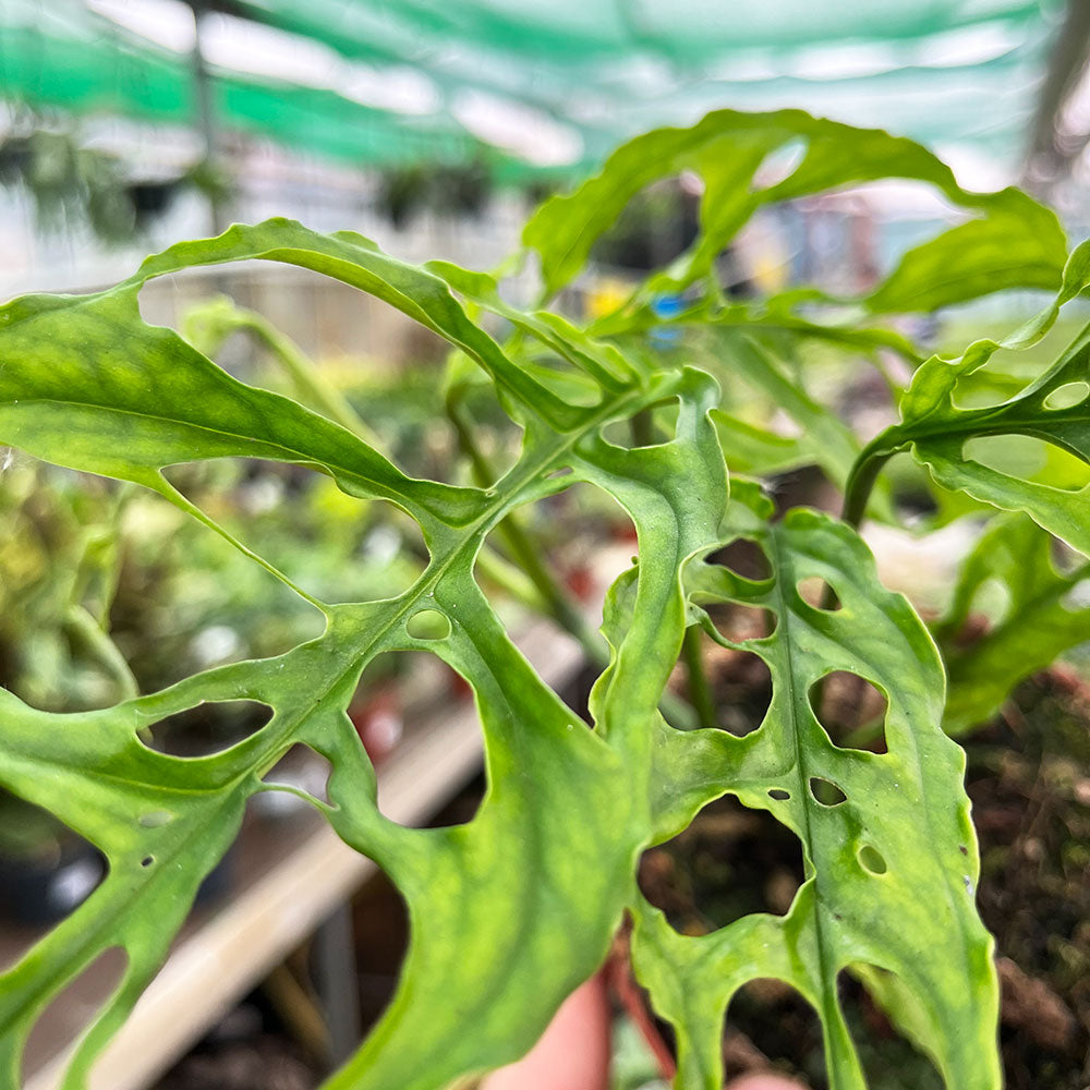 30 - 40cm Monstera Oblique Peru Obliqua 12cm Pot Potted Houseplants