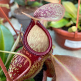 30 - 40cm Nepenthes Gaya in Hanging Pot Monkey Jars 14cm Pot House Plant Potted Houseplants