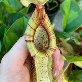 30 - 40cm Nepenthes Mojito in Hanging Pot Monkey Jars 14cm Pot