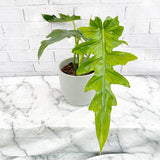 30 - 40cm Philodendron Bob Cee 17cm Pot House Plant House Plant