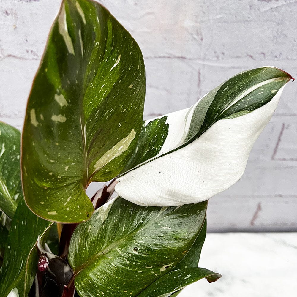 30 - 40cm Philodendron White Knight 15cm Pot House Plant House Plant