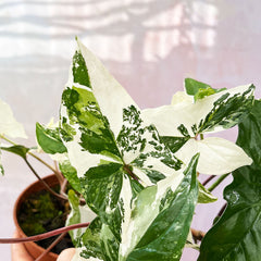 30 - 40cm Syngonium Albo Variegata 15cm Pot House Plant House Plant House Plant