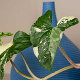 30 - 40cm Syngonium Albo Variegata 15cm Pot House Plant House Plant Potted Houseplants