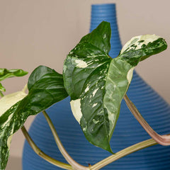 30 - 40cm Syngonium Albo Variegata 15cm Pot House Plant House Plant Potted Houseplants