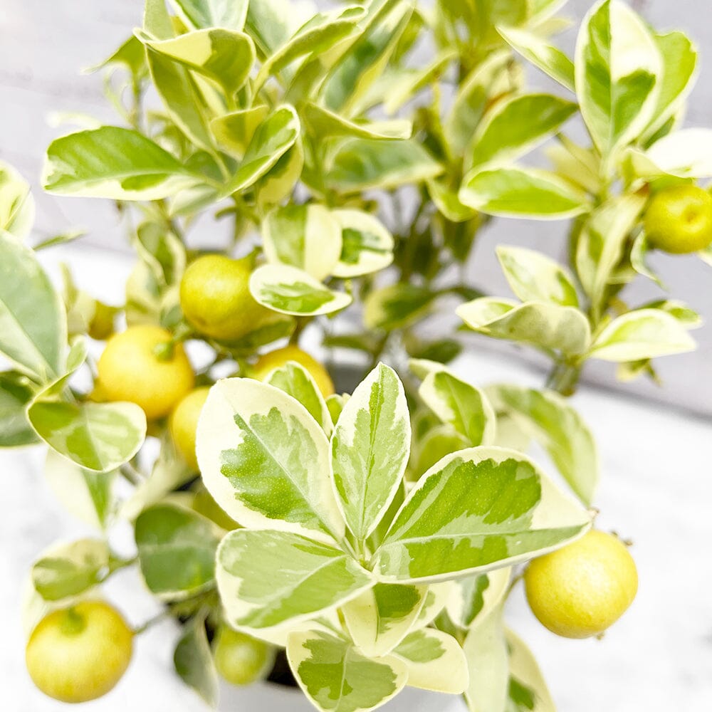 30 - 40cm Variegated Calamondin Tree Citrus 15cm Pot House Plant House Plant