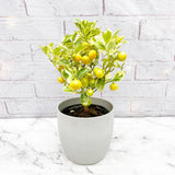 30 - 40cm Variegated Calamondin Tree Citrus 15cm Pot House Plant