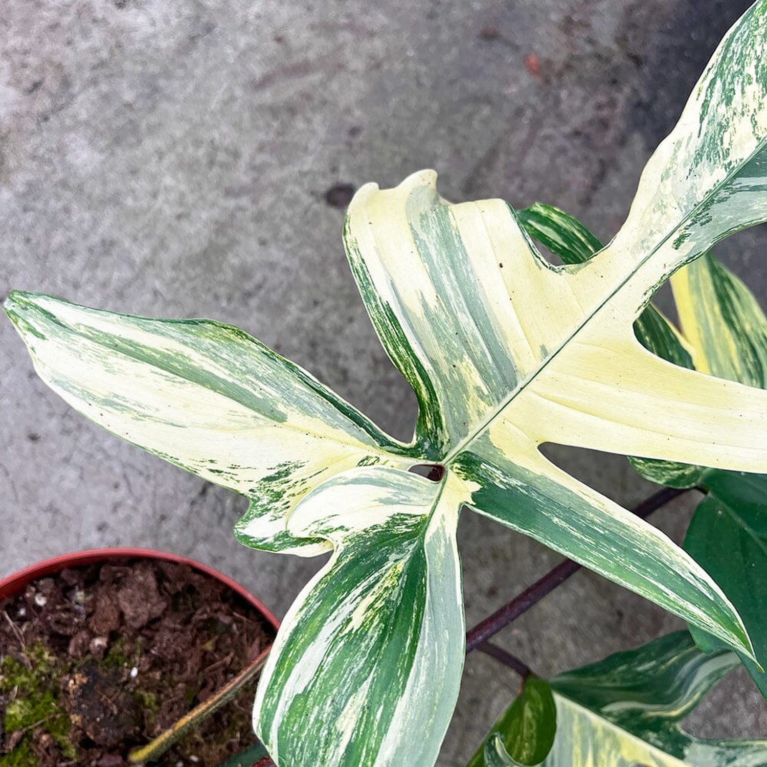30 - 45cm Philodendron Florida Beauty Variegated 15cm Pot House Plant House Plant