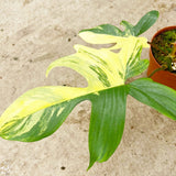 30 - 45cm Philodendron Florida Beauty Variegated 15cm Pot House Plant House Plant