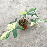 30 - 45cm Philodendron Florida Beauty Variegated 15cm Pot House Plant