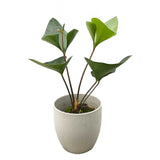 35 - 45cm Anthurium Arrow 12cm Pot House Plant