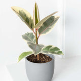 30 - 40cm Ficus Tineke Rubber Plant 12cm Pot House Plant