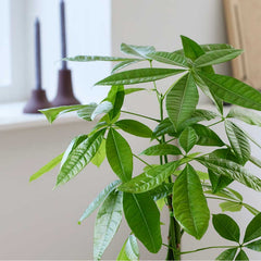 35 - 45cm Pachira Aquatica Money Tree 12cm Pot House Plant House Plant