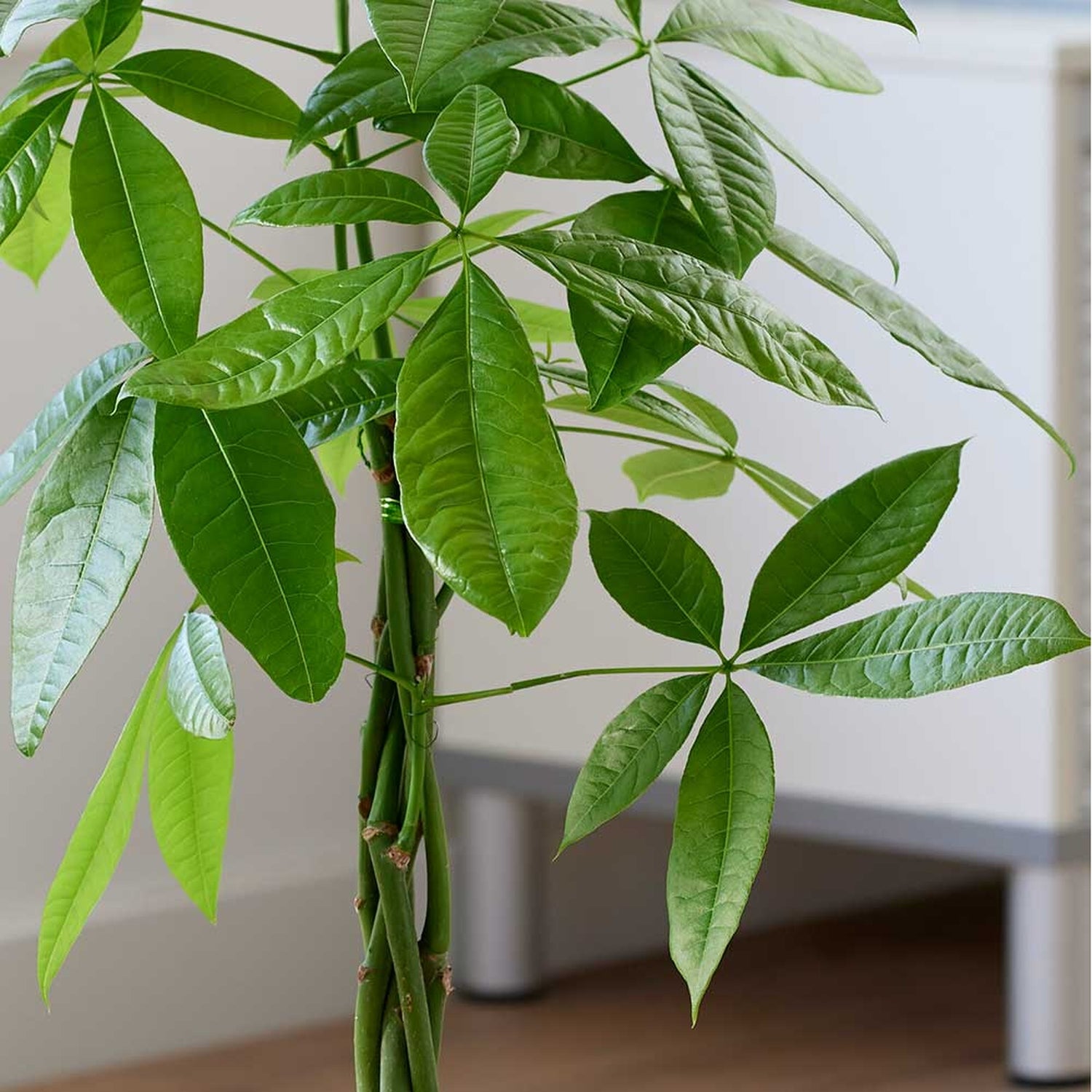 35 - 45cm Pachira Aquatica Money Tree 12cm Pot House Plant House Plant