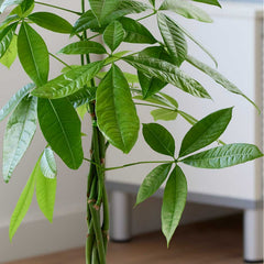 35 - 45cm Pachira Aquatica Money Tree 12cm Pot House Plant House Plant
