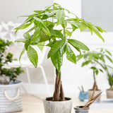 35 - 45cm Pachira Aquatica Money Tree 12cm Pot House Plant House Plant