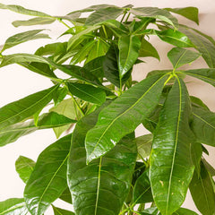 35 - 45cm Pachira Aquatica Money Tree 12cm Pot House Plant House Plant