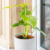 35 - 45cm Philodendron Golden Violin 17cm Pot House Plants