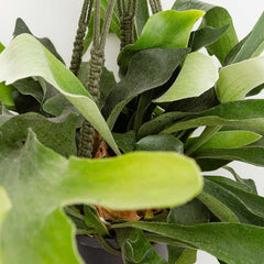 35 - 45cm Staghorn Fern in Hanging Pot Platycerium Bifurcatum 17cm Pot House Plant House Plant