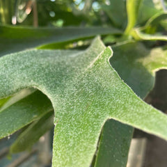 35 - 45cm Staghorn Fern in Hanging Pot Platycerium Bifurcatum 17cm Pot House Plant House Plant