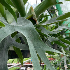 35 - 45cm Staghorn Fern in Hanging Pot Platycerium Bifurcatum 17cm Pot House Plant House Plant