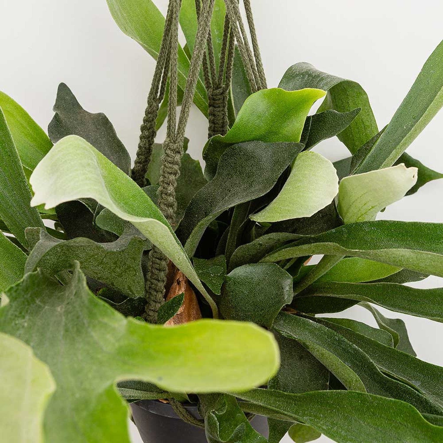 35 - 45cm Staghorn Fern in Hanging Pot Platycerium Bifurcatum 17cm Pot House Plant House Plant