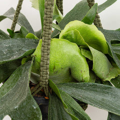 35 - 45cm Staghorn Fern in Hanging Pot Platycerium Bifurcatum 17cm Pot House Plant House Plant