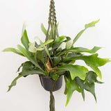 35 - 45cm Staghorn Fern in Hanging Pot Platycerium Bifurcatum 17cm Pot House Plants