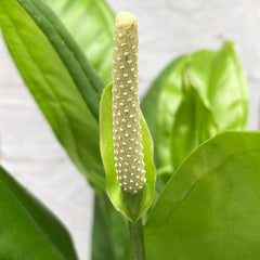 40 - 50cm Anthurium Bakeri 15cm Pot House Plant House Plant