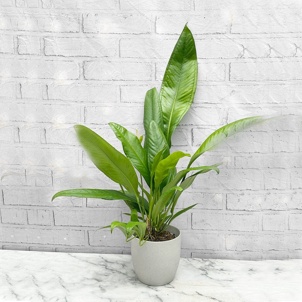 40 - 50cm Anthurium Bakeri 15cm Pot House Plant House Plant