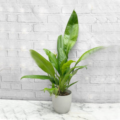 40 - 50cm Anthurium Bakeri 15cm Pot House Plant House Plant