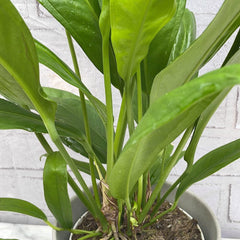 40 - 50cm Anthurium Bakeri 15cm Pot House Plant House Plant