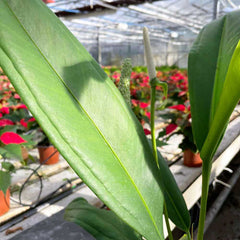 40 - 50cm Anthurium Bakeri 15cm Pot House Plant House Plant