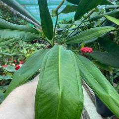 40 - 50cm Anthurium Bakeri 15cm Pot House Plant House Plant