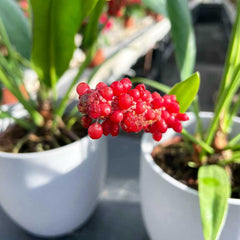 40 - 50cm Anthurium Bakeri 15cm Pot House Plants