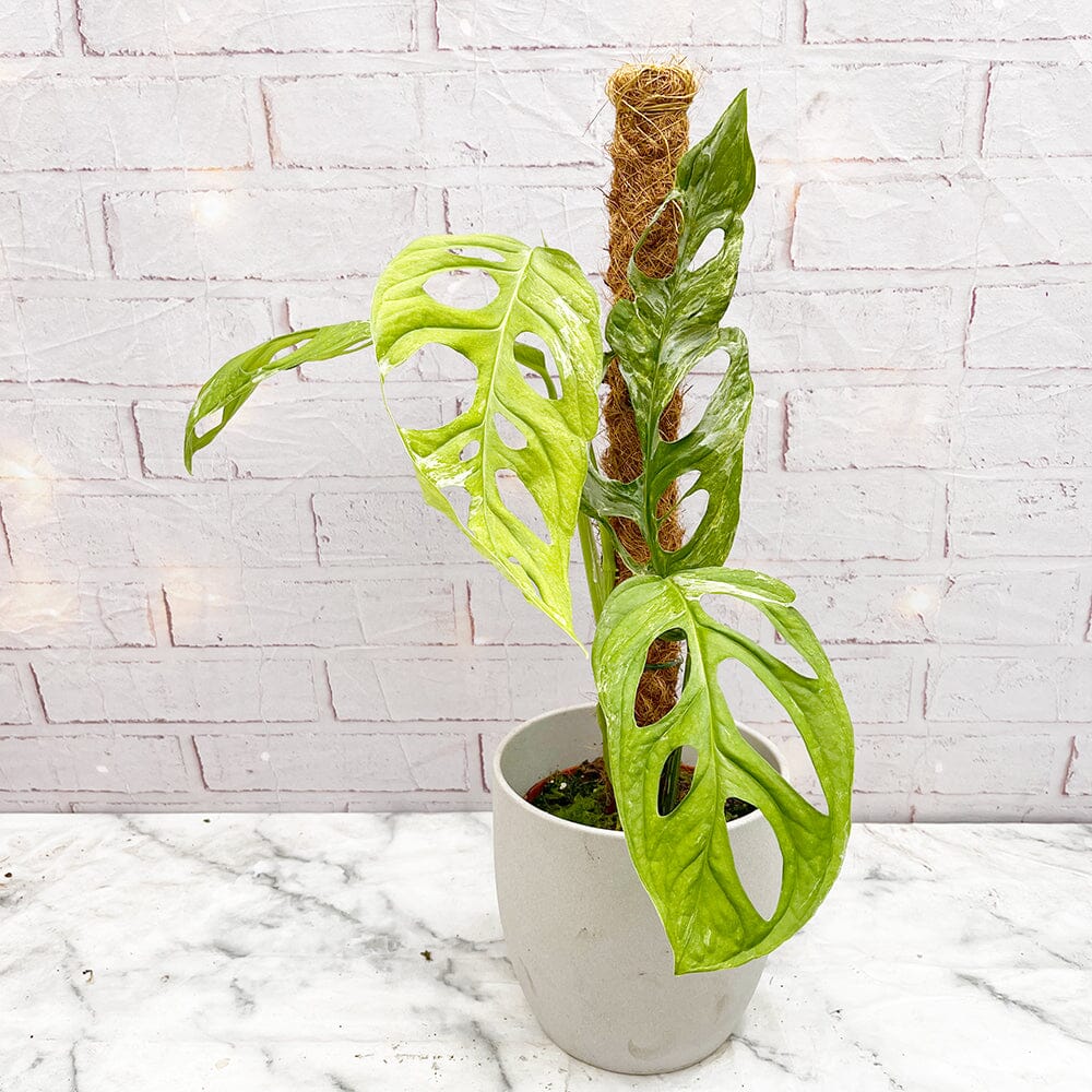 40 - 50cm Monstera Indonesian Marble Cheese House Plant 17cm Pot House Plant
