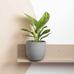 40 - 50cm Monstera Peru Pothos 19cm Pot House Plant House Plant