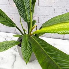 40 - 50cm Philodendron Campii Lynette 14cm Pot House Plant House Plant