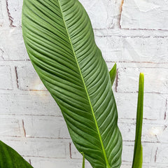 40 - 50cm Philodendron Campii Lynette 14cm Pot House Plant House Plant