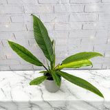 40 - 50cm Philodendron Campii Lynette 14cm Pot House Plant