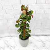 40 - 50cm Philodendron Lupinum on Mosspole 17cm Pot House Plant House Plant
