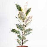 55 - 65cm Ficus Tineke  Rubber Plant 17cm Pot House Plant