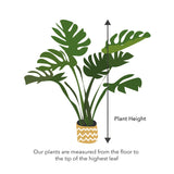 45 - 55cm Philodendron Melanochrysum 17cm Pot House Plant House Plant