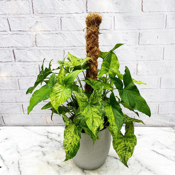 60 75cm Syngonium Mottled on Mosspole Arrowhead Plant 16cm Pot House Plants For All Seasons