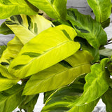 45 - 60cm Calathea Yellow Fusion XL Prayer Plant 19cm Pot House Plant House Plant