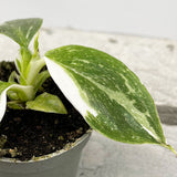 5 - 10cm Philodendron White Wizard 6cm Pot House Plant