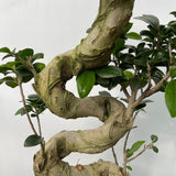 50 - 60cm Ficus Ginseng Bonsai S Type 22cm Pot House Plant House Plant