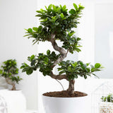 50 - 60cm Ficus Ginseng Bonsai S Type 22cm Pot House Plants