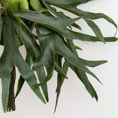 50 - 60cm Staghorn Fern in Hanging 21cm Pot House Plant House Plant