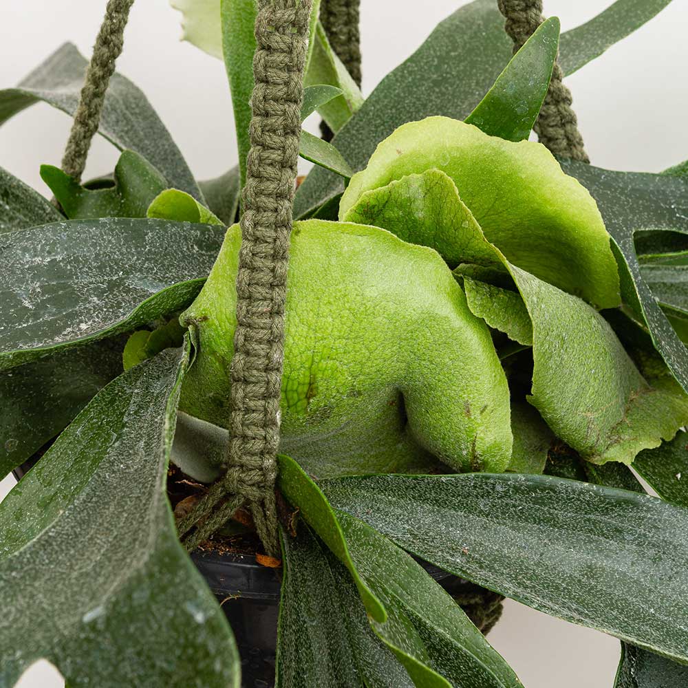 50 - 60cm Staghorn Fern in Hanging 21cm Pot House Plant House Plant